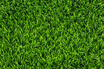 Green grass lawn, top view. Natural spring background, copy space.