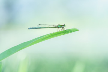 agrion libellule sur fond bleu et vert