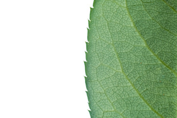 leaf closeup in white isolat background ,clipping path