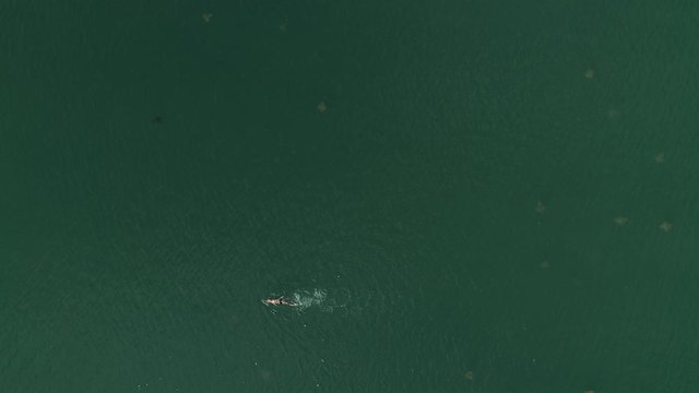 Aerial view of person swimming at beach with stingrays around. Video recorded in Vitoria, 2019.