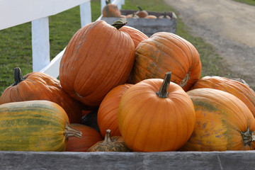 pumpkins on a farm