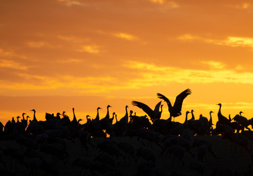 Cranes Hornborgarsj&ouml;n 2020-03-28.4