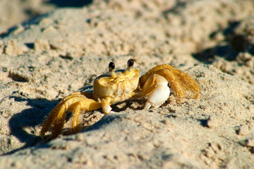 Closeup of crab watching everything on the beach sand