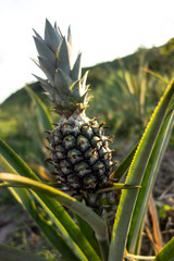 Beautiful pineapple not yet harvested