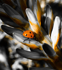 ladybug on leaf © JORGE
