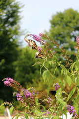 Fluttering in the breeze