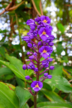 The flower is called blue ginger. Dichorisandra thyrsiflora is a member of Commelinaceae.