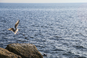 Lac de Neucahtel, mouettes