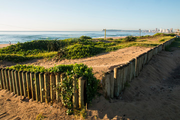 Fototapeta na wymiar Dune Rehabilitation in Durban With Cityscape in Distance