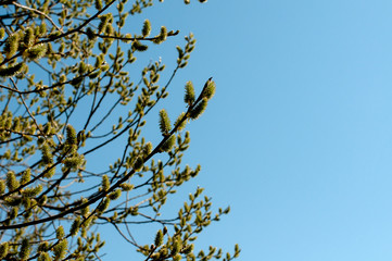 female catkins of a willow tree in sunlight