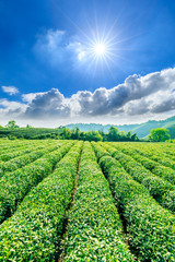 Fototapeta na wymiar Tea plantation on sunny day,green nature landscape.