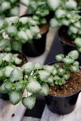 Fresh herbs for sale in garden center