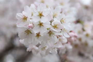 ソメイヨシノ（サクラ）の花