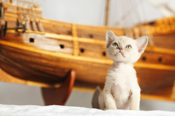kitten and ship