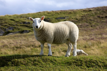 Scotland, UK - August 11, 2018: A sheep, Scotland, Highlands, United Kingdom