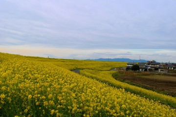 春　菜の花　道　山　風景　渡良瀬　栃木