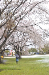 Obraz premium 桜と雪