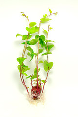 Sweet potato plant on white background