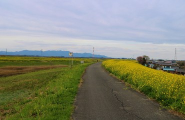 Fototapeta na wymiar 春　菜の花　道　山　風景　渡良瀬　栃木