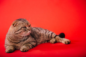 An adult fold, striped cat with yellow eyes lies on a red background. Studio photo