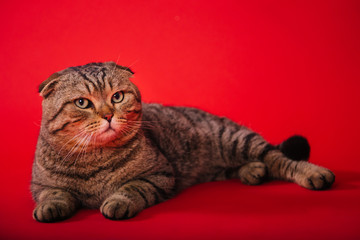 An adult fold, striped cat with yellow eyes lies on a red background. Studio photo