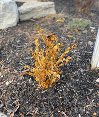 Yellow plant in the garden