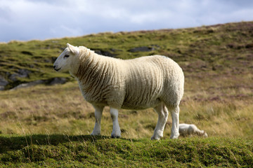 Fototapeta premium Scotland, UK - August 11, 2018: A sheep, Scotland, Highlands, United Kingdom