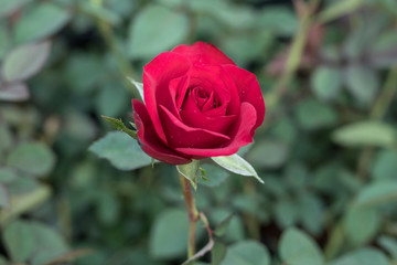 Rose flower in a beauty nature