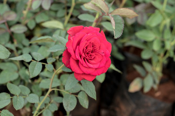 Rose flower in a beauty nature