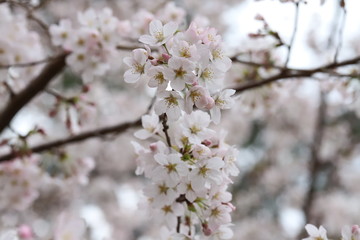 ソメイヨシノ（サクラ）の花