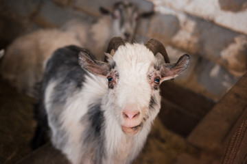 A beautiful black and white goat with big horns is looking at the camera. Animals on the farm. Cattle in the village