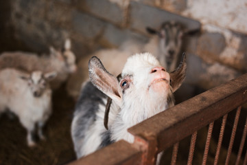 A beautiful black and white goat with big horns is looking at the camera. Animals on the farm. Cattle in the village