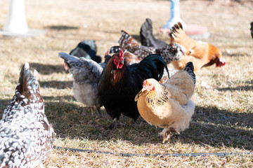 Fototapeta na wymiar Foraging chickens