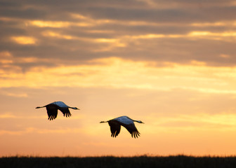 Cranes Hornborgarsjön 2020-03-28.8