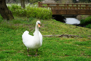 コブハクチョウ