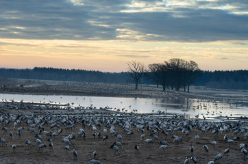 cranes hornborgarsjön 2020-03-28.10