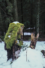 Souche sous la neige
