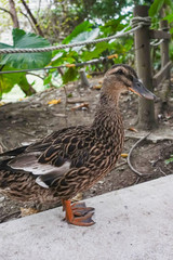 Beautiful duck standing on ground
