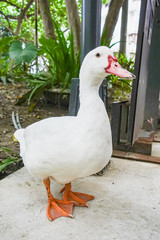 Beautiful duck standing on ground