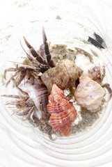 Hermit crab on the outskirts of the coast of Bintan Indonesia