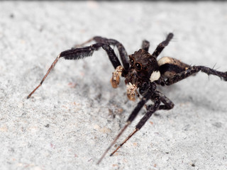 Macro Photo of Portia Jumping Spider on The Floor