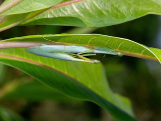 Macro Photo of  Praying Mantis Mating on Back of Green Leaf