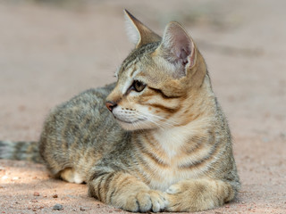 Close up Tabby Kitten Lie Down on The Floor Isolated on Blurry Background