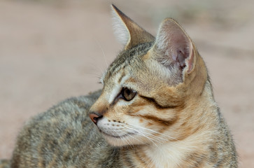 Close up Head of Tabby Kitten Isolated on Blurry Background