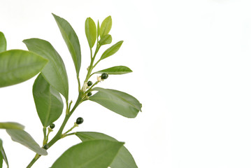 Houseplant Tangerine tree with small young green fruits in a pot isolated on white background. Bonsai 