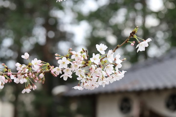 ソメイヨシノ（サクラ）の花