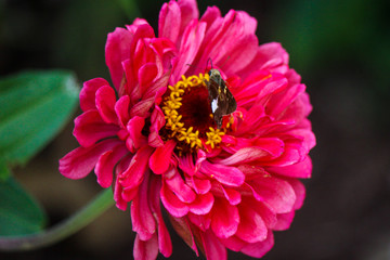 A skipper on a beautiful pink dahlia