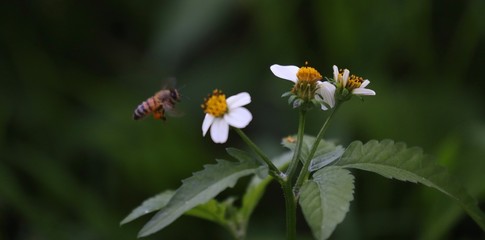 Bee hovering over an orange and white flower trying to get pollen with a nice green background