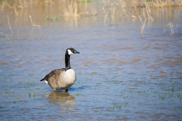 Canada goose looking for food in a flooded meadow