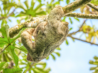 A brown throated 3 toed sloth hanging i a tree with a Baby in Costa Rice Rainforest national park